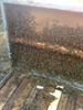 photos second floracion blossom hives fed with beecomplet (1) cut