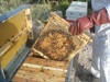 Control de cria de abejas.Cantidad minima de cuadros de cria igual a la foto 3