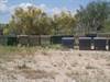 Apiario; 37 colmenas en total. Resto enjambres de las 12 madres.