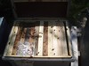 intermediate valoration hives overfeeded with beecomplet.