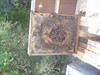 intermediate valoration hives overfeeded with beecomplet.