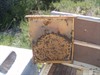 intermediate valoration hives overfeeded with beecomplet.