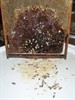 Todos las fases confirmadas. Se puede afirmar que Beecomplet es Nectar de Flores (16)
